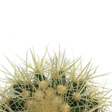 Load image into Gallery viewer, Cactus, 3.5in, E. grusonii 'Golden Barrel' Assort
