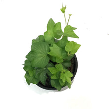 Load image into Gallery viewer, Ivy, 4in, California
