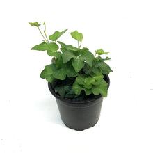 Load image into Gallery viewer, Ivy, 4in, California
