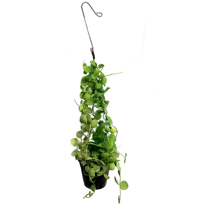 Dischidia, 4in, Vidalii Ant Plant