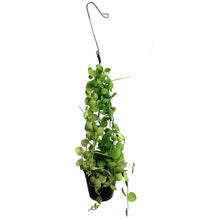 Load image into Gallery viewer, Dischidia, 4in, Vidalii Ant Plant
