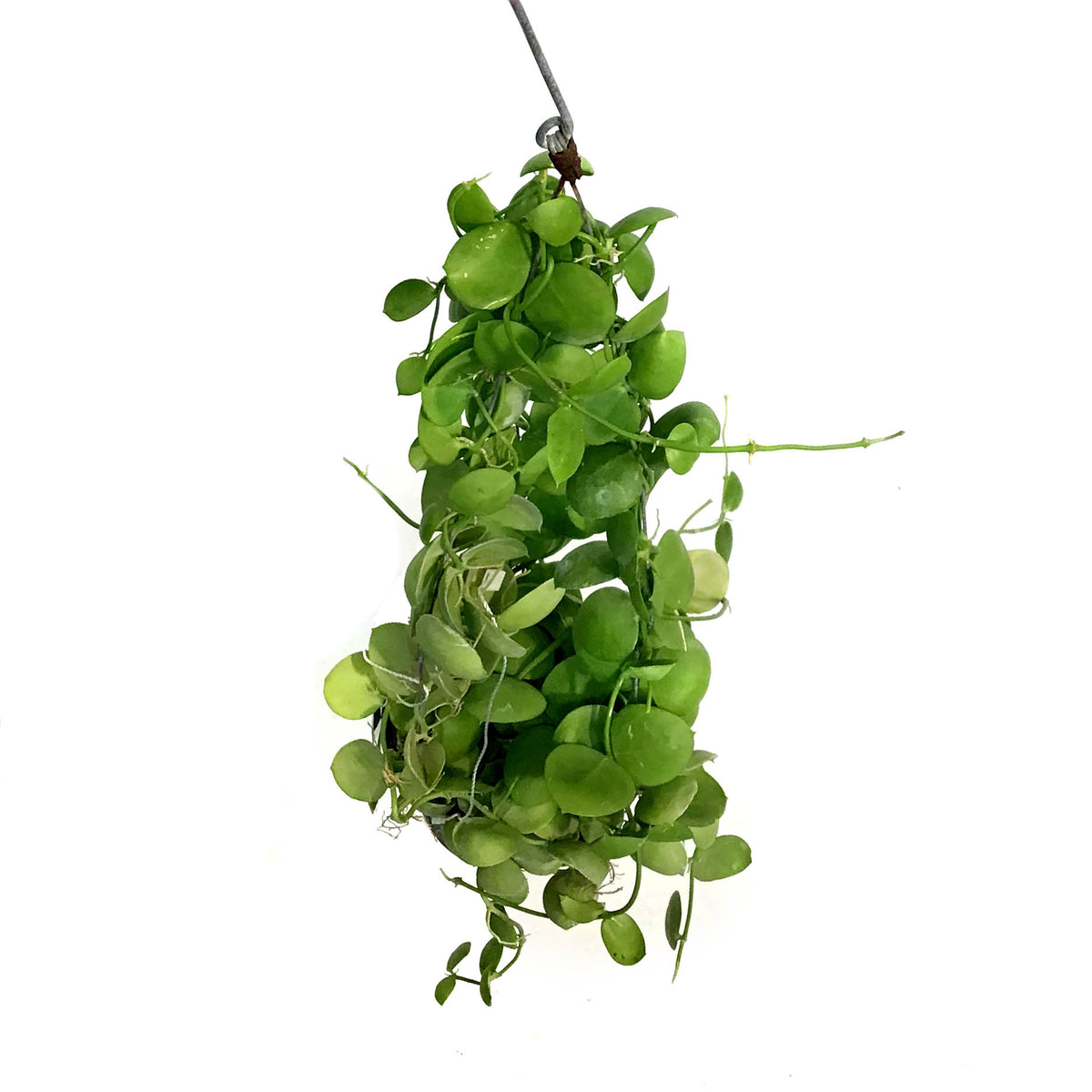 Dischidia, 4in, Vidalii Ant Plant