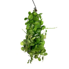 Load image into Gallery viewer, Dischidia, 4in, Vidalii Ant Plant
