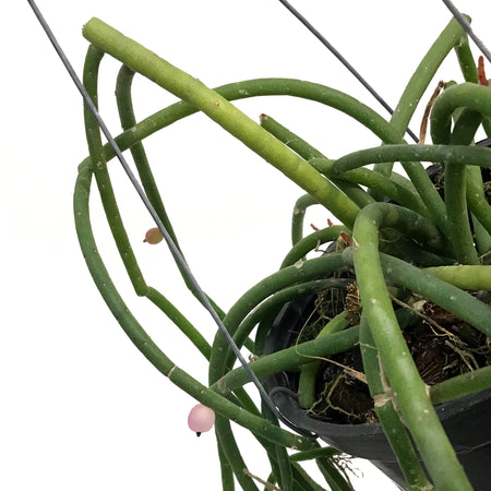 Rhipsalis Baccifera,  4in, Pink Pearl