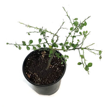 Load image into Gallery viewer, Finger Lime, 6in, Bironsunchy
