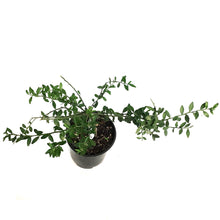Load image into Gallery viewer, Finger Lime, 6in, Caviar Rose
