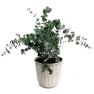 Patio pot, 10in, Eucalyptus