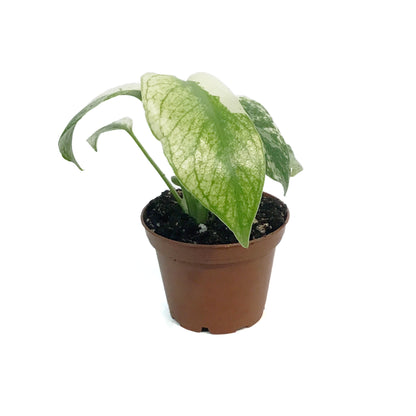 Monstera, 3in, Mint Variegated