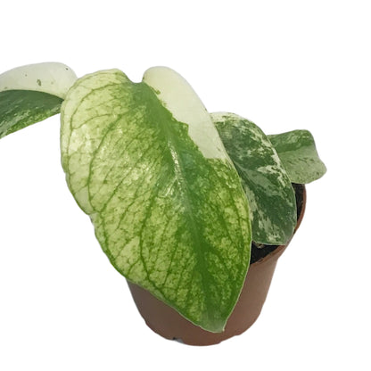 Monstera, 3in, Mint Variegated