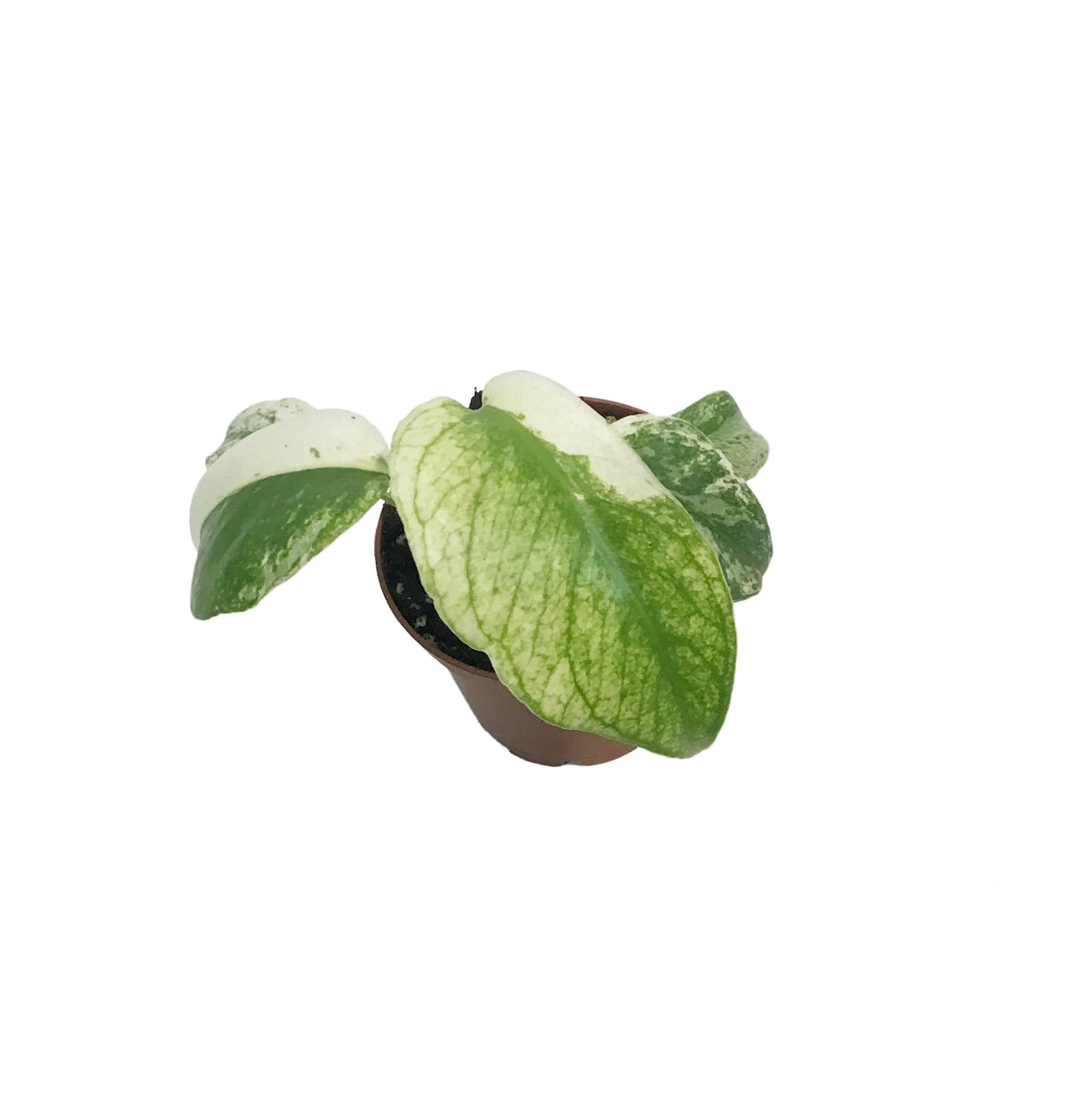 Monstera, 3in, Mint Variegated