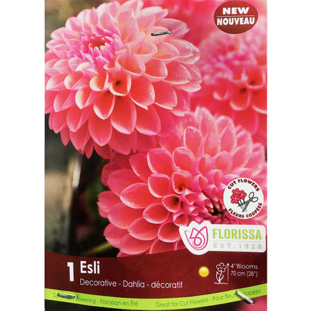 Dahlia, - Esli 1pk