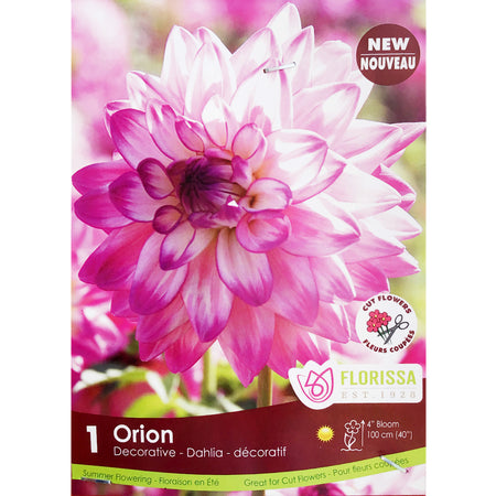 Dahlia, - Orion 1pk