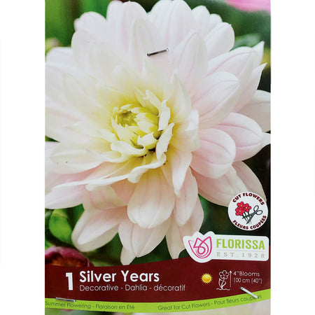 Dahlia, - Silver Years 1pk