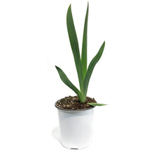 Load image into Gallery viewer, Iris, 1 gal, Germanica Final Episode
