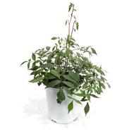 Astilbe, 1 gal, Ellie