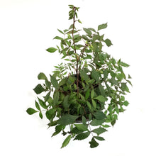 Load image into Gallery viewer, Astilbe, 1 gal, Ellie
