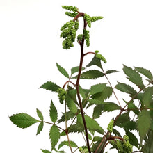 Load image into Gallery viewer, Astilbe, 1 gal, Ellie
