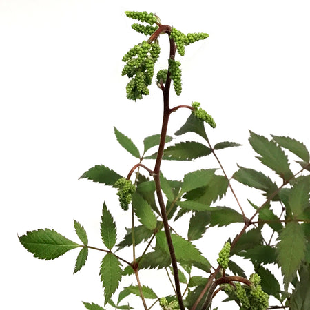 Astilbe, 1 gal, Ellie