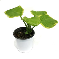 Hosta, 1 gal, Fragrant Bouquet