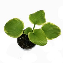 Load image into Gallery viewer, Hosta, 1 gal, Fragrant Bouquet
