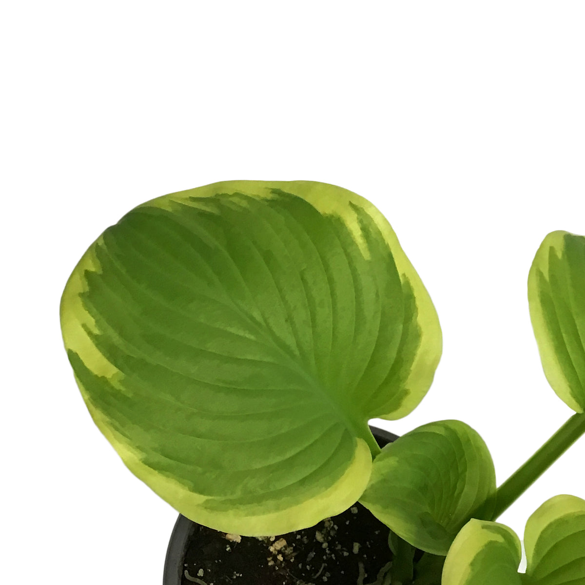 Hosta, 1 gal, Fragrant Bouquet
