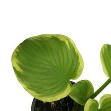 Load image into Gallery viewer, Hosta, 1 gal, Fragrant Bouquet
