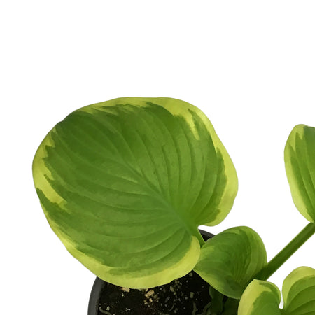 Hosta, 1 gal, Fragrant Bouquet