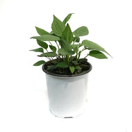 Rudbeckia, 1 GAL, Goldsturm