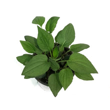 Load image into Gallery viewer, Rudbeckia, 1 GAL, Goldsturm
