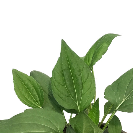 Rudbeckia, 1 GAL, Goldsturm