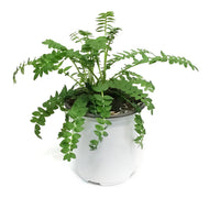 Polemonium, 1 gal, Heavenly Habit
