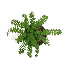 Load image into Gallery viewer, Polemonium, 1 gal, Heavenly Habit
