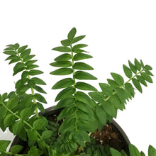 Load image into Gallery viewer, Polemonium, 1 gal, Heavenly Habit
