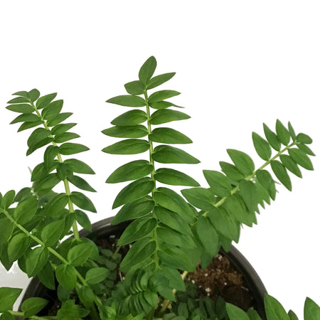 Polemonium, 1 gal, Heavenly Habit