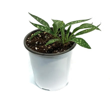 Load image into Gallery viewer, Pulmonaria, 1 gal, Raspberry Splash, Lungwort
