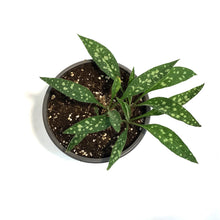 Load image into Gallery viewer, Pulmonaria, 1 gal, Raspberry Splash, Lungwort
