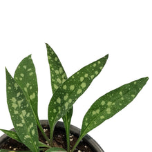 Load image into Gallery viewer, Pulmonaria, 1 gal, Raspberry Splash, Lungwort
