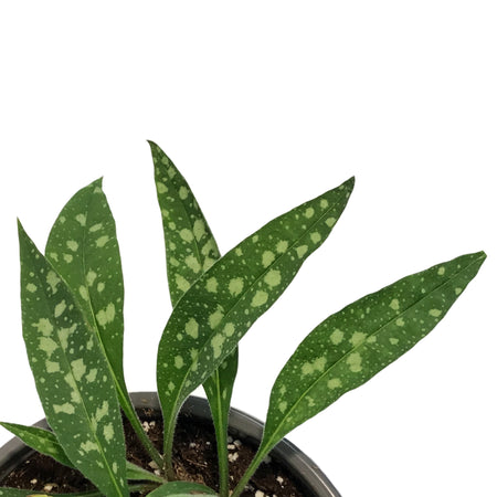 Pulmonaria, 1 gal, Raspberry Splash, Lungwort