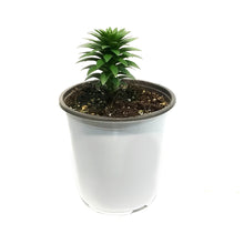 Load image into Gallery viewer, Lilium, Asiatic, 1 gal, Tiny Rocket
