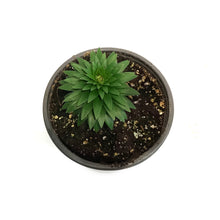 Load image into Gallery viewer, Lilium, Asiatic, 1 gal, Tiny Rocket
