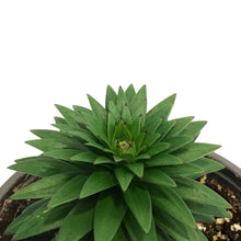 Load image into Gallery viewer, Lilium, Asiatic, 1 gal, Tiny Rocket
