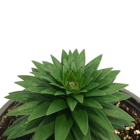 Lilium, Asiatic, 1 gal, Tiny Rocket