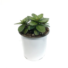 Load image into Gallery viewer, Sedum, 1 gal, Upright NOVA Cherry Fizz
