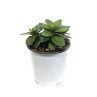 Sedum, 1 gal, Upright NOVA Cherry Fizz