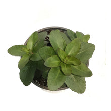 Load image into Gallery viewer, Sedum, 1 gal, Upright NOVA Cherry Fizz
