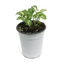 Load image into Gallery viewer, Hosta, 5in, Pandoras Box
