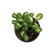 Load image into Gallery viewer, Hosta, 5in, Pandoras Box
