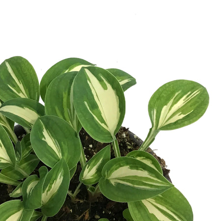 Hosta, 5in, Pandoras Box