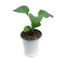 Load image into Gallery viewer, Hosta, 5in, Blue Umbrella
