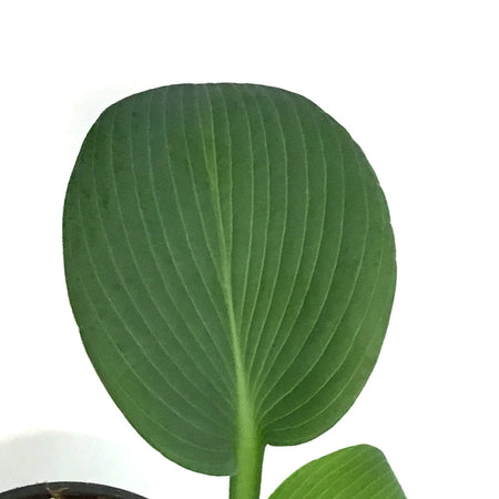 Hosta, 5in, Blue Umbrella